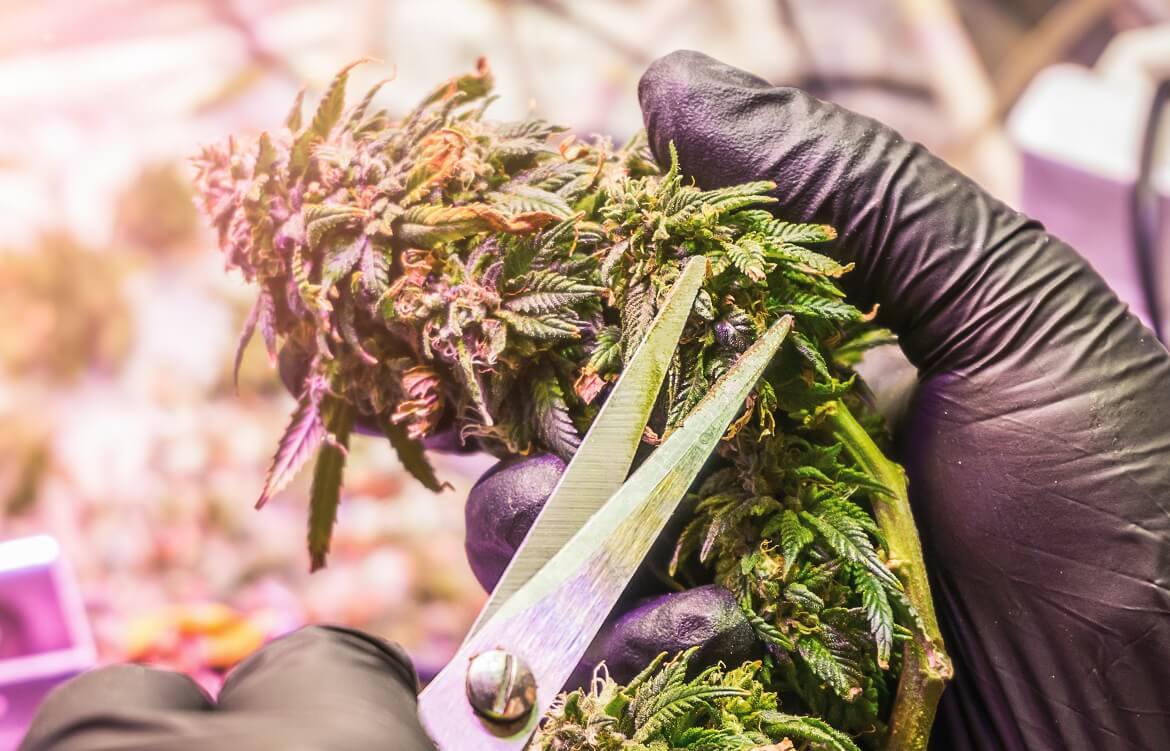 trimming cannabis buds cannabis harvest