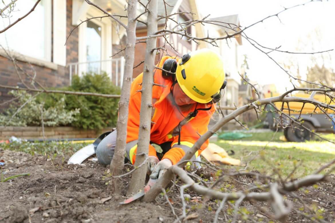 Arborist pruning a tree