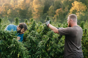 Cannabis industry workers