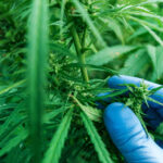 Scientist examining development of cannabis, close up of hand with protective gloves, selective focus