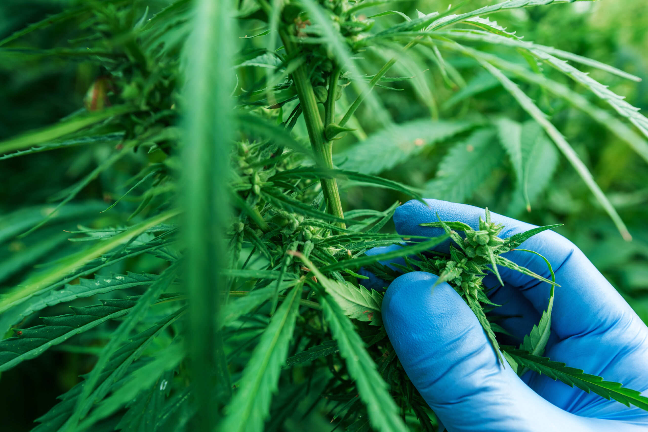 Scientist examining development of cannabis, close up of hand with protective gloves, selective focus